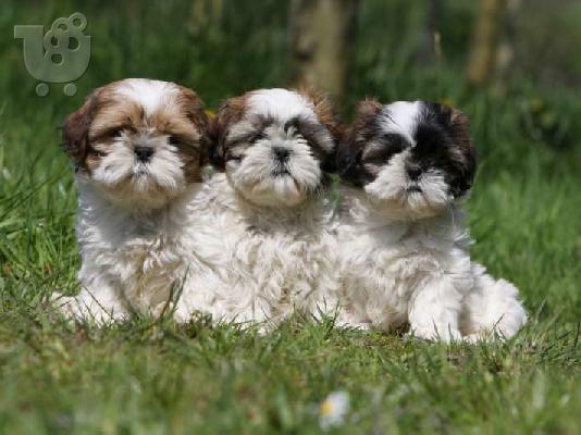 PoulaTo: Shih Tzu Διαθέσιμα αρσενικά και θηλυκά.